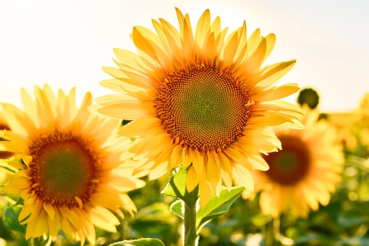 OUR BLOOMING BLOG SUNFLOWERS: A VIBRANT AND ICONIC FLOWER LOVED BY MANY.