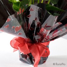 Anthurium Gift