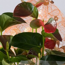 Anthurium